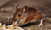 24 Hour & Emergency Exterminators in Teller, AK